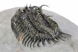 Spiny Comura Trilobite - Ofaten, Morocco #245916-2